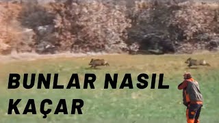 KÖPRÜBAŞI ESAT MEVKİİ DOMUZ AVI (TURKEY WİLD BOAR HUNT)(Caccia Al Cinghiale Di Tacchino)