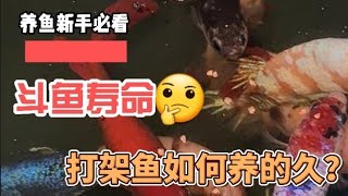 斗鱼可以活多久? 寿命多长？如何养的好？【养鱼新手必看】【斗鱼篇】