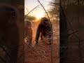 NEVER mess with the Alpha! 🐒💢