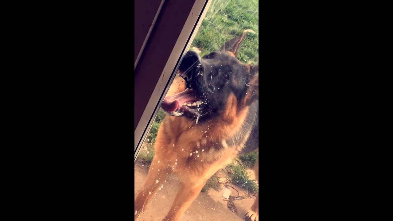 Mad Max the Window Licking Dog Like And Share!