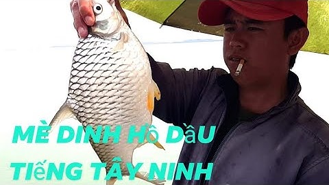 Khám phá điểm câu cá mới tại hồ dầu tiếng Tây Ninh cá ăn liên tục @caudaotv7173