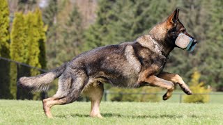 Genetic Drive to Retrieve | Kraftwerk K9 German Shepherds by Kraftwerk k9 365 views 2 days ago 2 minutes, 45 seconds