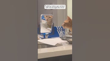 Do cats understand mirrors? #cats #shorts #mirror #catvideos