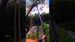 Cutting Tree Skill With Polesaw 