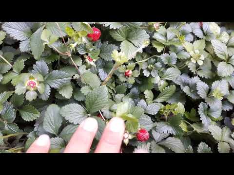 Video: Fresas silvestres: los beneficios de las vitaminas