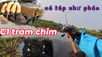 Câu cá lóc Tràm Chim Đồng Tháp, kênh C1 mới vét, cá táp đứng ngồi không yên || VR Fishing