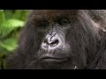 Silverback Showing off to the Female | Mountain Gorilla | BBC Earth