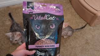 Egyptian Mau Kittens try Vital Cat Vital Essentials Freeze Dried Turkey Raw Cat Food & review it