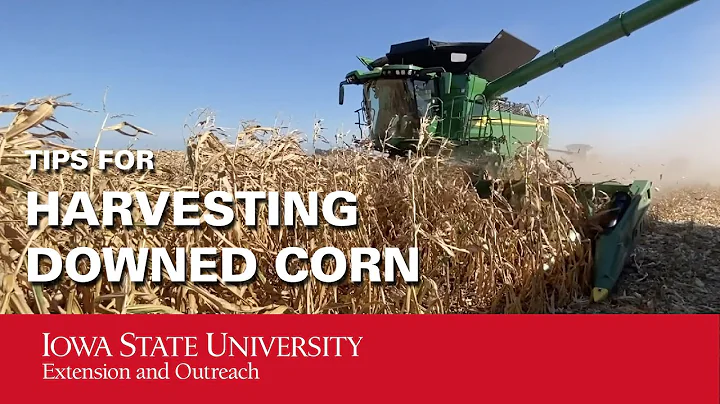 Tips for Harvesting Downed Corn