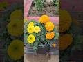 Grow Big Marigold Flowers Marigold Flowers Gardening Urbangardening Marigoldcare mp3