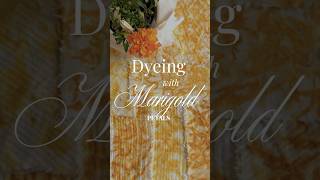 Marigold natural dye recipe on fabric: dyeing with fresh and dried petals 🌼 #naturaldyes