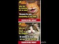 😂 Funny Cat Jokes That Will Make You Cry Laughing 😻 #shorts #funny #viralshorts
