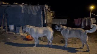 Sokakta Tari̇hi̇ Eser Bi̇r Kangal Buldum