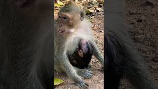Baby monkey born one week😍#0732#shorts