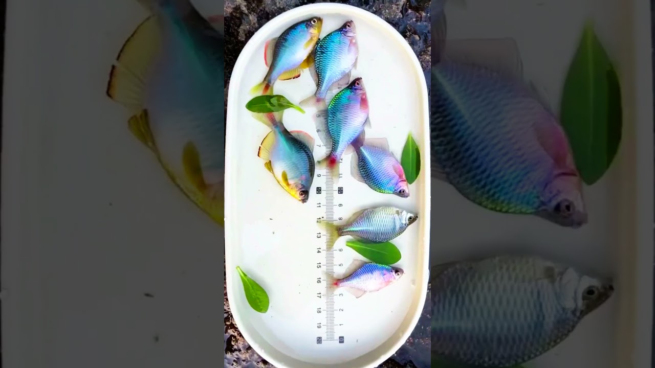 Rhodeus ocellatus: The Rainbow Bitterling of China’s Streams (4K Close-Up!) 