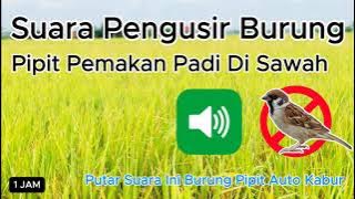 Suara Pengusir Burung Pipit Pemakan Padi Di Sawah