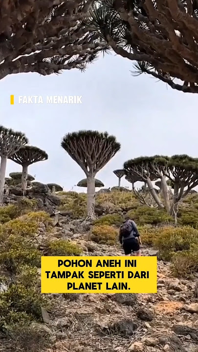 Pohon Darah ‼️ bukan di planet lain melainkan di bumi #faktamenarik #faktaunik #shortsfeed