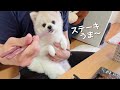 登録者1万人記念に一緒にステーキを食べました!後半でお知らせがあります!