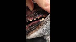 Broken Tooth In A Dog Carnial Fracture