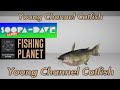 Young channel catfish  lone star lake texas  fishing planet