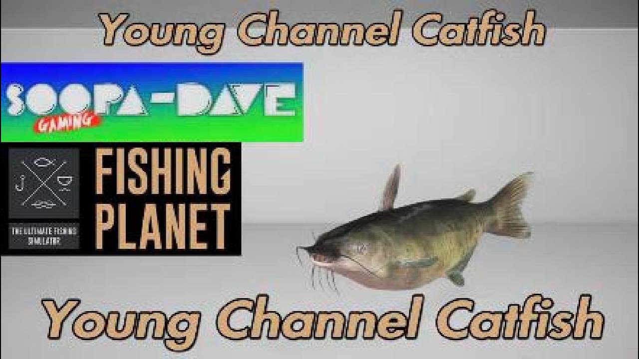 Young Channel Catfish Lone Star Lake Texas Fishing YouTube