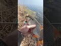 Wiosenne płocie z pzw  - Method Feeder