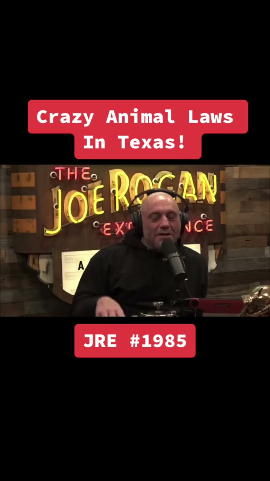 Crazy Animal Laws In Texas P1 YouTube Crazy Animal Laws In Texas P1 YouTube