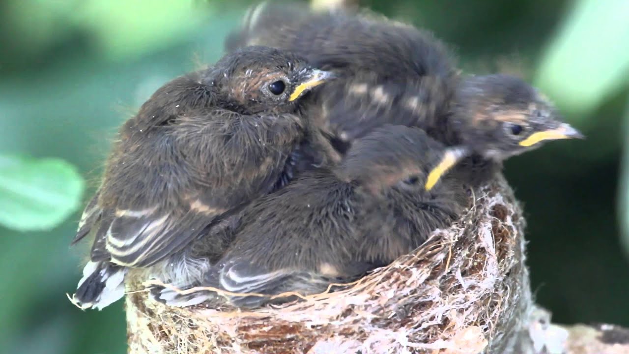 Grey Fantails. From hatchlings to fledglings.