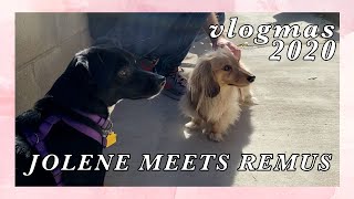 Jolene Meets Remus For The First Time | Vlogmas 2020 | SoundProofLiz
Happy Birthday to Jolene! So proud of her for making new friends...kind of lol
Remus: https://www.instagram.com/remus_the_doxie/
SUBSCRIBE NOW! http://bit.ly/1S2ftdH
FOLLOW ME ON SOCIAL!
Twitch: https://twitch.tv/soundproofliz
Instagram: http://instagram.com/soundproofliz
Twitter: https://twitter.com/soundproofliz
ABOUT ME:
Hi! My name is Lizzy - born and raised in Texas, but currently living in LA! I like to document my everyday life, my friends, and events I attend. Mostly I make videos about Disney, Harry Potter, Broadway musicals, theme parks and Dr Pepper. If you like all things nerdy, then we will definitely be friends.
https://www.youtube.com/user/SoundProofLiz Jolene Meets Remus For The First Time | Vlogmas 2020 | SoundProofLiz