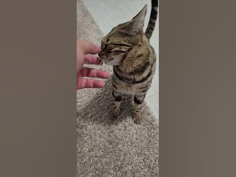 муська - YouTube