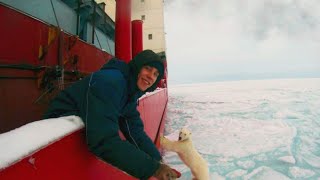 A Polar Bear Climbed Onto The Sailors Ship Look What Happened Next