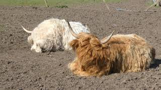 Highland Cows Relaxing In A Field In Rural Perthshire Scotland