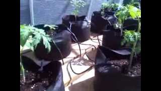 Outdoor Organic Garden Update 4 - Welcome to Organica  Part 1