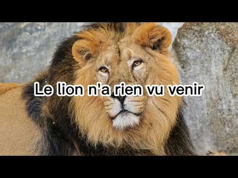Thomas Fersen  - Les malheurs du lion