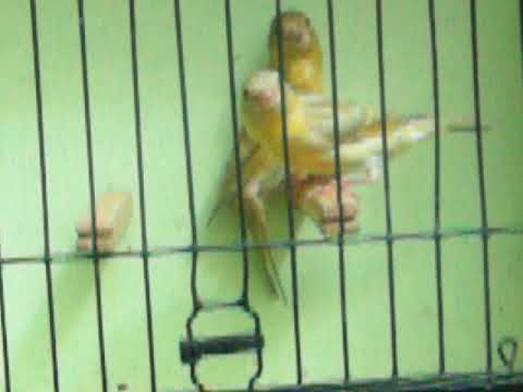 Masteran kenari, blackthroat, mozambik, siskin, mule, gold amadine