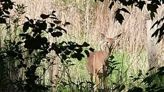 D'oh, a deer 😮🦌 Don't worry mamma, we won't mess with your Bambie