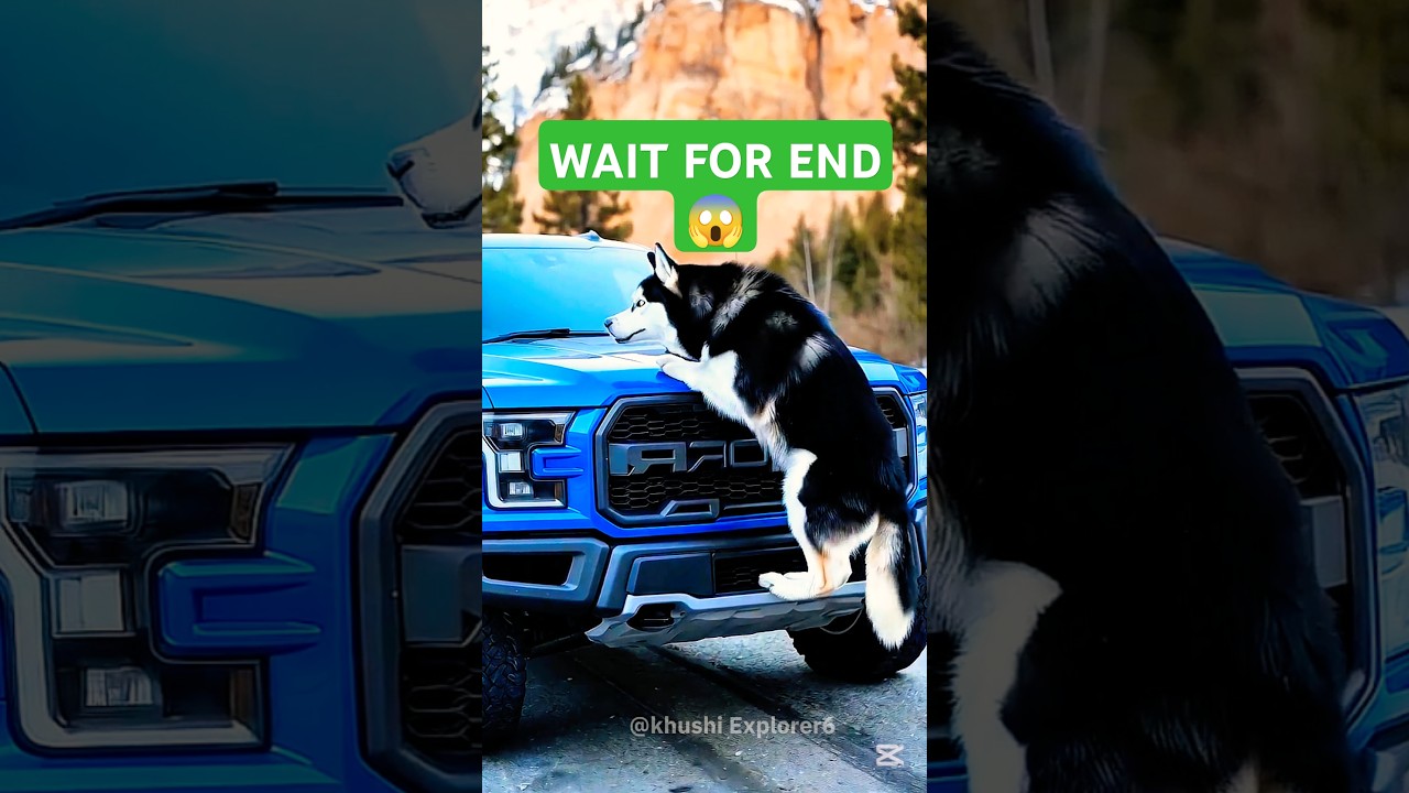 Animals Warning To Human.|KHUSHI EXPLORER 