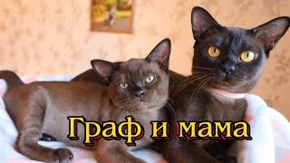 Какая нежность.. #кот #бурма #мама