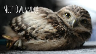 Meet Owlando | Burrowing Owl