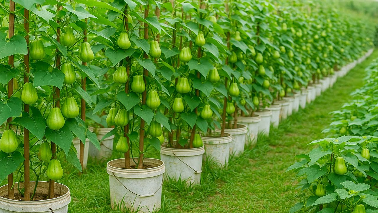Hot weather? Don’t Worry! Propagate Chayote Easily Like This!