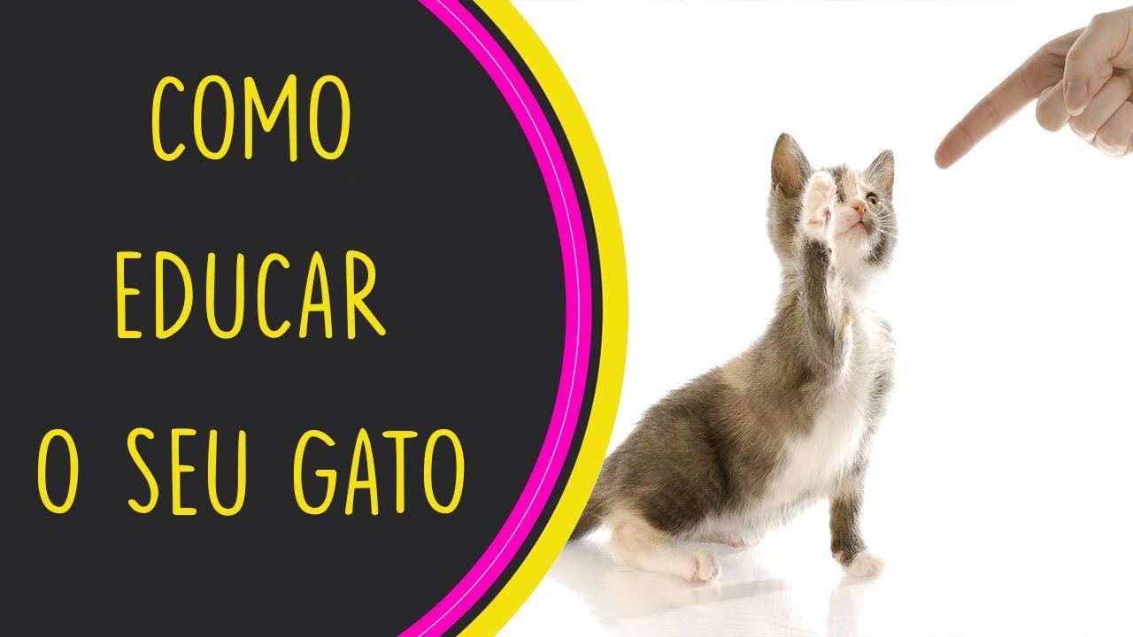 Como educar o seu gato adulto