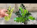 Uma bomba natural para crescimento de todas as plantas (qualquer planta)