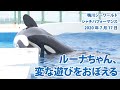 ルーナちゃん、変な遊びをおぼえる【2020年7月17日　鴨川シーワールド　シャチパフォーマンス】Killer whale performance, Kamogawa Sea World, Ja