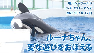 ルーナちゃん、変な遊びをおぼえる【2020年7月17日　鴨川シーワールド　シャチパフォーマンス】Killer whale performance, Kamogawa Sea World, Ja