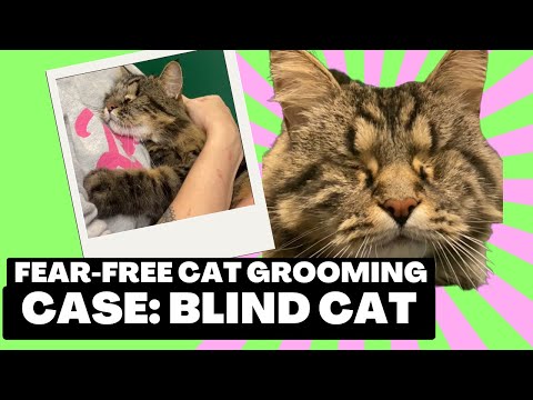 Holistic Fear-Free Cat Grooming. CASE: Blind Cat