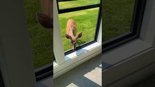 Millee Trying To Come Through The Window