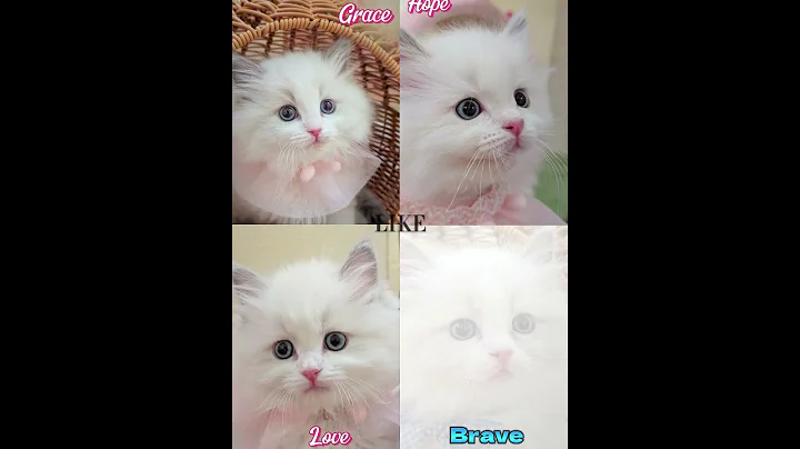 Video 10484121: ragdollkittens cat kitten