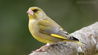 #26 Nagyvárad Madarai (Păsări din Oradea) Zöldike/European greenfinch/Chloris chloris