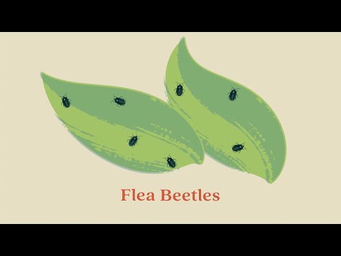 Video: Vad äter trädgårdsloppor?