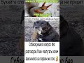 Собака решила вопрос без разговоров. #юмор #шуточное #анекдоты #шуточное #мемас #прикол #ржач #мем